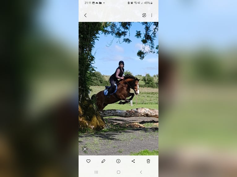 Welsh-D Ruin 9 Jaar 140 cm Roodbruin in Sligo