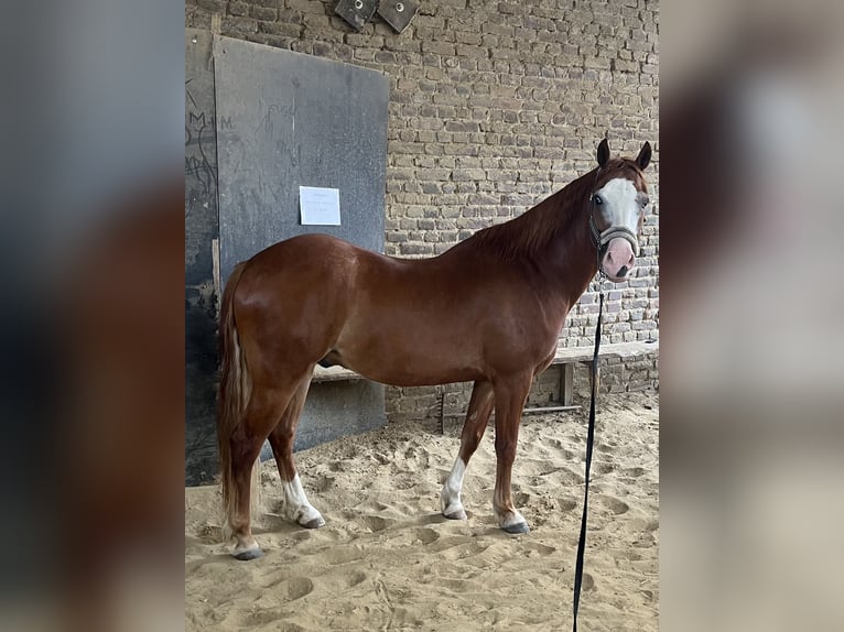 Welsh-D Mix Ruin 9 Jaar 155 cm Vos in Mülheim an der Ruhr