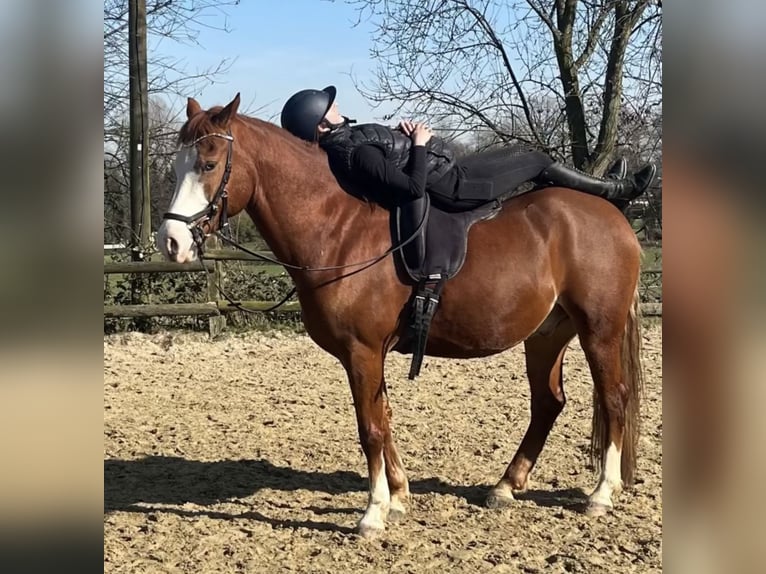 Welsh-D Mix Ruin 9 Jaar 155 cm Vos in Mülheim an der Ruhr