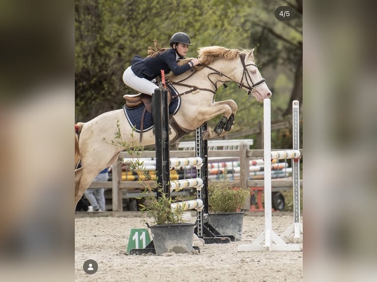 Welsh-D Stallone 11 Anni 146 cm Perlino in Poitiers