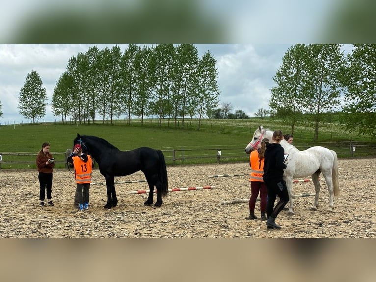 Welsh-D Stallone 11 Anni 153 cm  in Paseka-Karlov