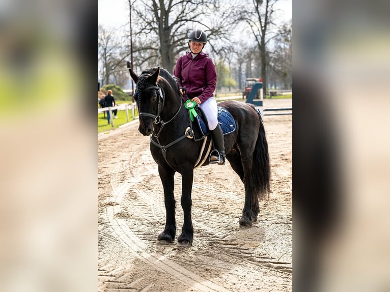 Welsh-D Stallone 11 Anni 153 cm  in Paseka-Karlov