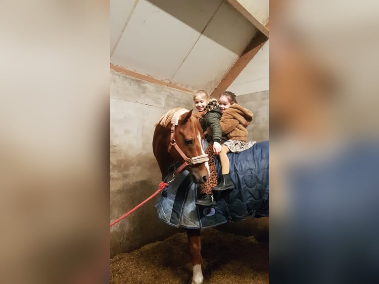 Welsh-D Stallone 14 Anni 148 cm Sauro in Schoonrewoerd