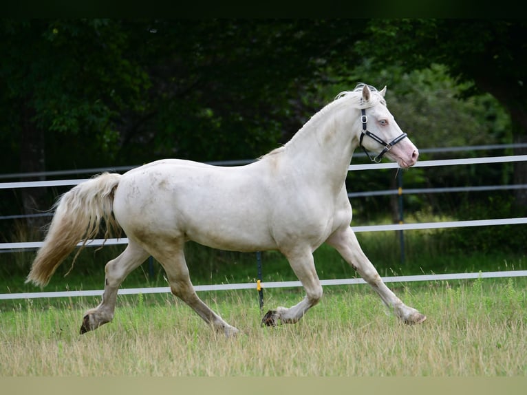 Welsh-D Stallone 15 Anni 154 cm Cremello in Großenrade