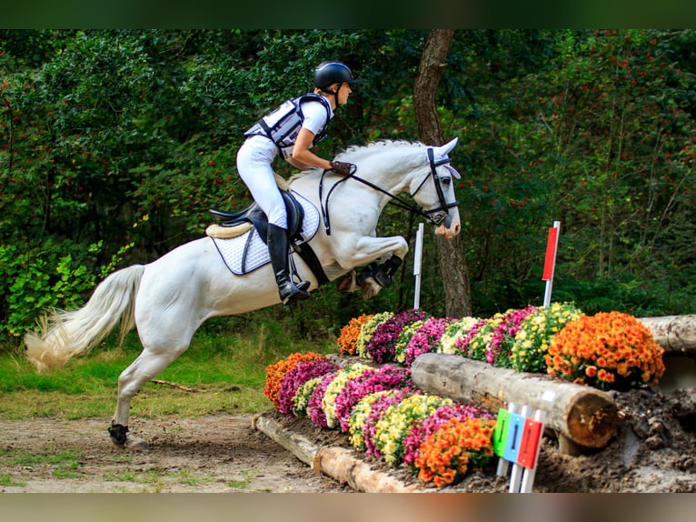 Welsh-D Stallone 1 Anno 146 cm Sauro scuro in Anderen