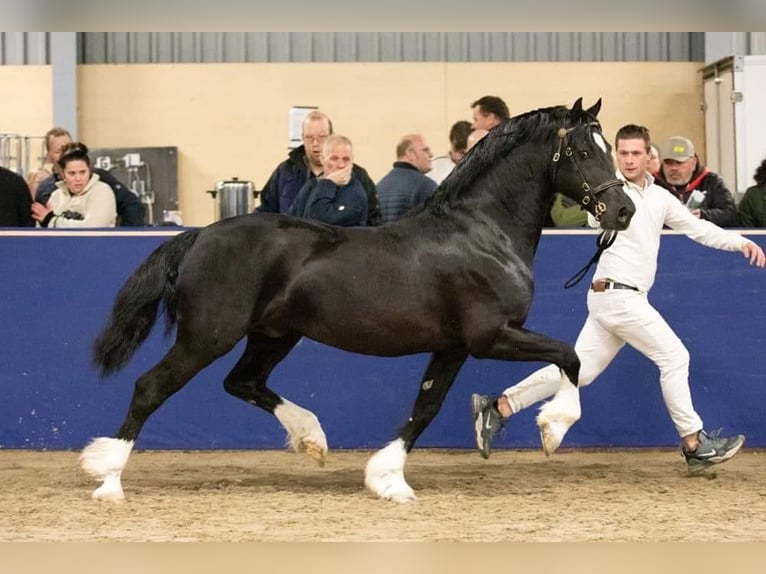 Welsh-D Stallone 1 Anno 146 cm Sauro scuro in Anderen