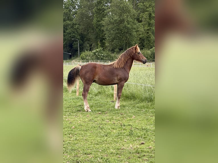 Welsh-D Stallone 1 Anno 146 cm Sauro scuro in Anderen