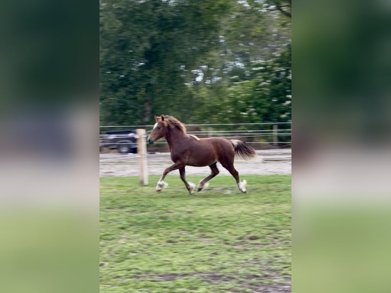 Welsh-D Stallone 1 Anno 146 cm Sauro scuro in Anderen