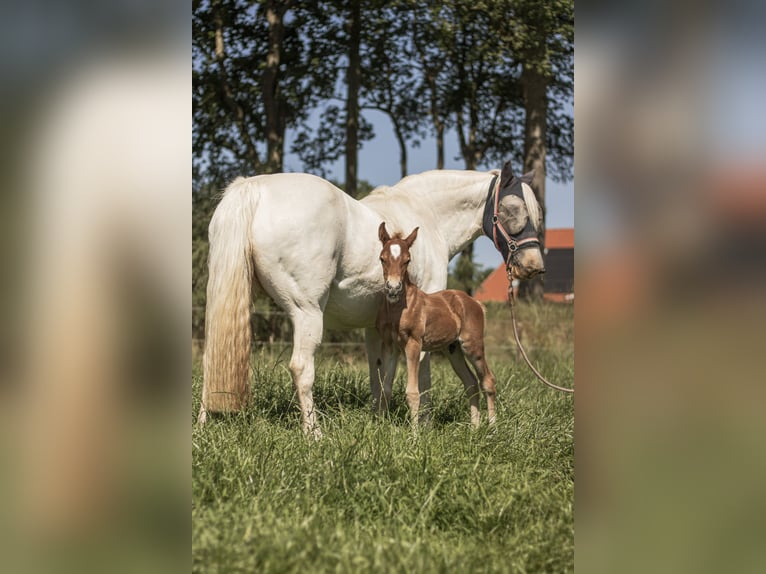 Welsh-D Stallone 1 Anno 146 cm Sauro scuro in Anderen