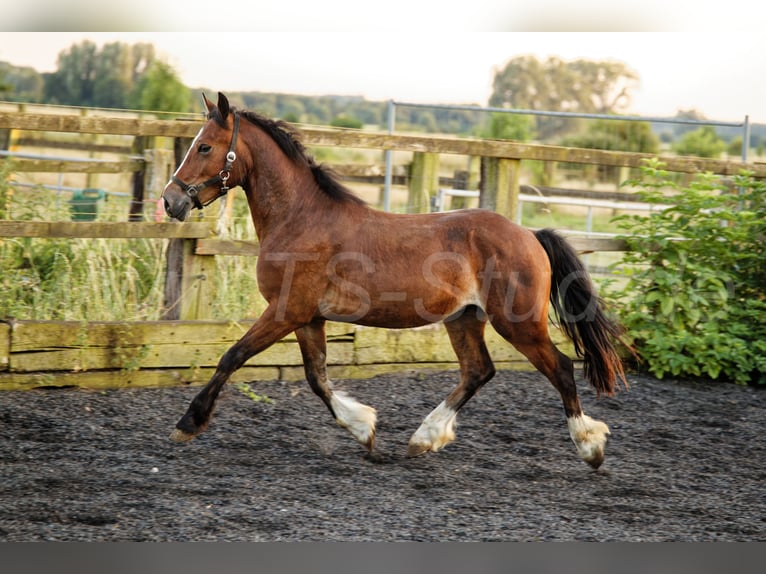 Welsh-D Stallone 2 Anni 150 cm Baio in Meerbusch