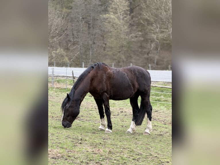 Welsh-D Mix Stallone 8 Anni 155 cm Morello in Bad Ems