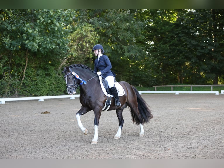 Welsh-D Stallone 9 Anni 144 cm Morello in Wakendorf