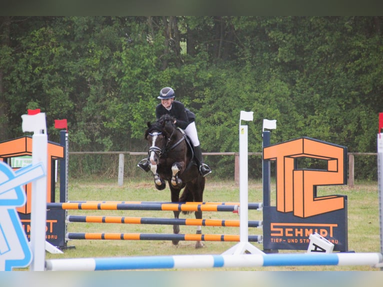 Welsh-D Stallone 9 Anni 144 cm Morello in Wakendorf