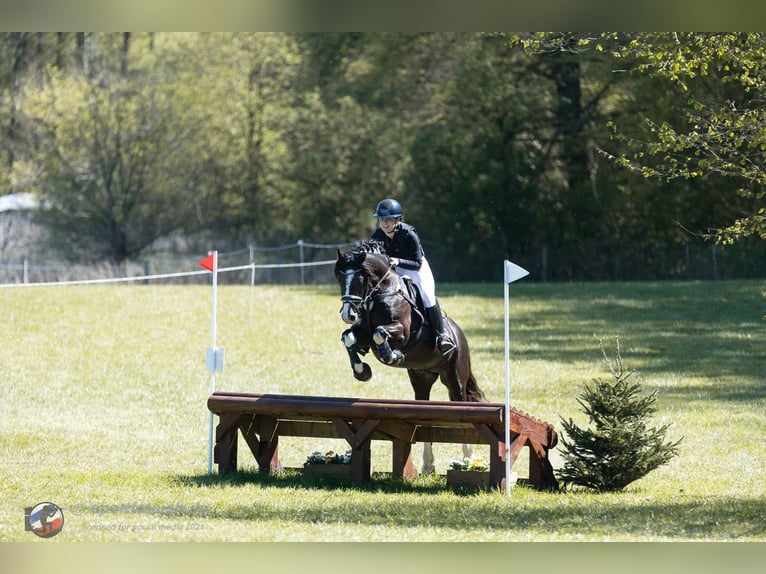 Welsh-D Stallone 9 Anni 144 cm Morello in Wakendorf