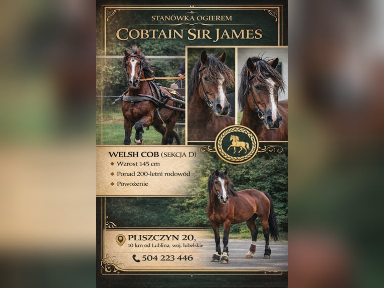 Welsh-D Stallone Baio ciliegia in Lublin