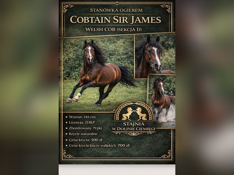 Welsh-D Stallone Baio ciliegia in Lublin