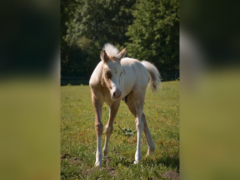 Welsh-D Stallone Puledri (04/2026) 138 cm Grigio in Hasloh