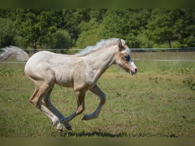 Welsh-D Stallone Puledri (04/2026) 138 cm Grigio in Hasloh