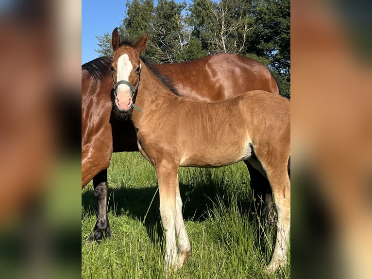 Welsh-D Stallone Puledri (06/2025) 148 cm Baio in Haren