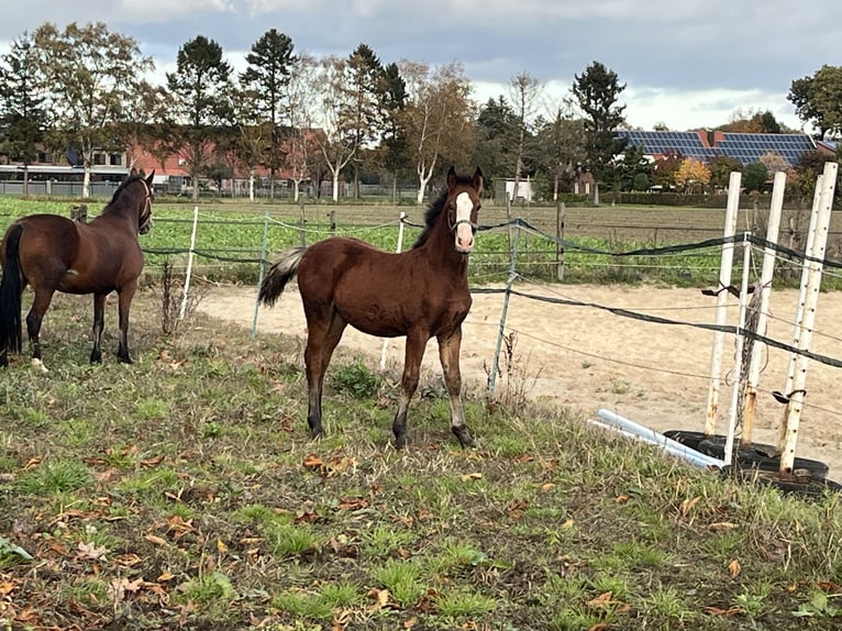 Welsh-D Stallone Puledri (06/2025) 148 cm Baio in Haren