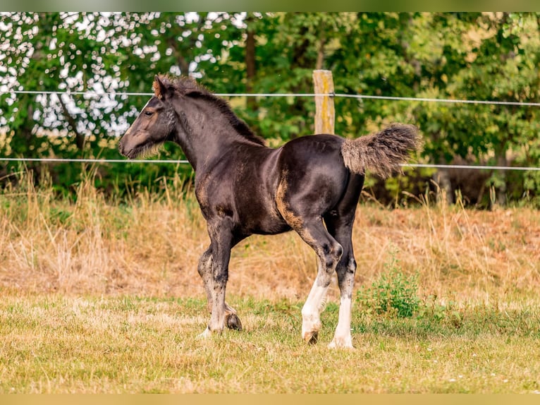 Welsh-D Stallone Puledri (05/2026) 148 cm Morello in Nový Rychnov