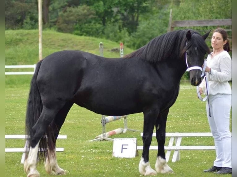 Welsh-D Stallone Puledri (05/2026) 148 cm Morello in Nový Rychnov