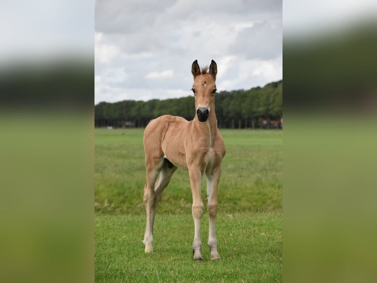 Welsh-D Stallone Puledri (05/2026) Pelle di daino in Noordbeemster