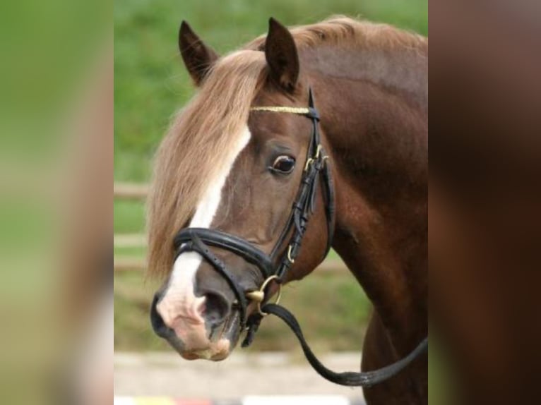 Welsh-D Stallone Sauro in Stahnsdorf