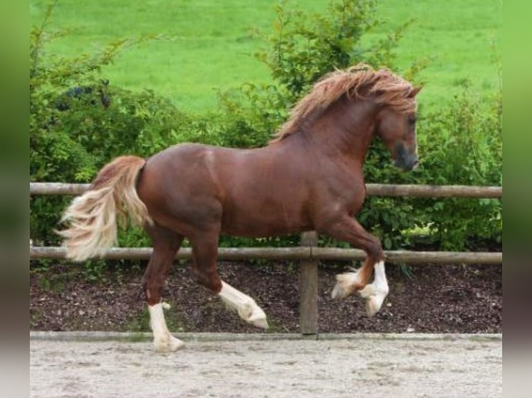 Welsh-D Stallone Sauro in Stahnsdorf