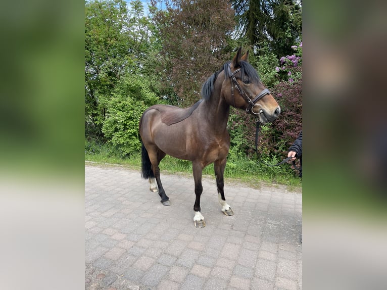 Welsh-D Stute 10 Jahre 142 cm Brauner in Osterburg