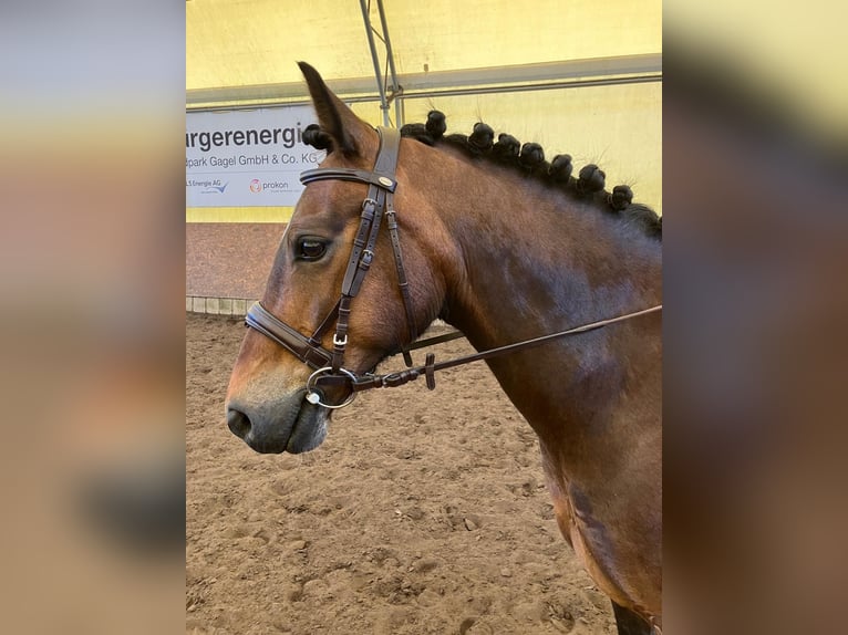 Welsh-D Stute 10 Jahre 142 cm Brauner in Osterburg