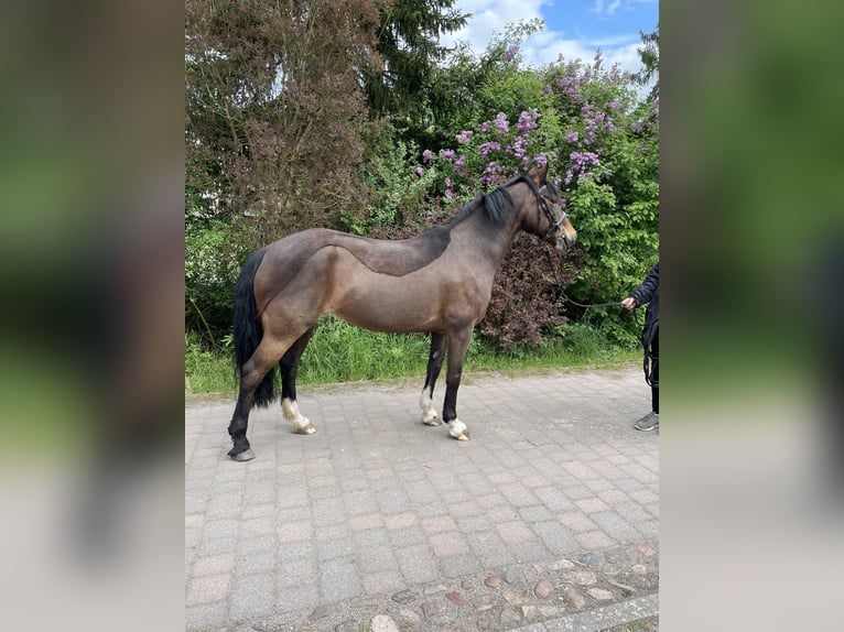 Welsh-D Stute 10 Jahre 142 cm Brauner in Osterburg