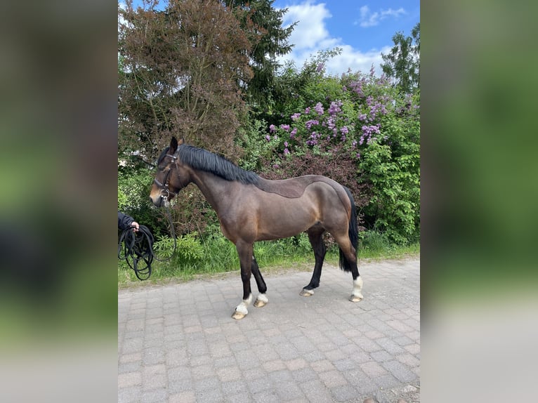 Welsh-D Stute 10 Jahre 142 cm Brauner in Osterburg