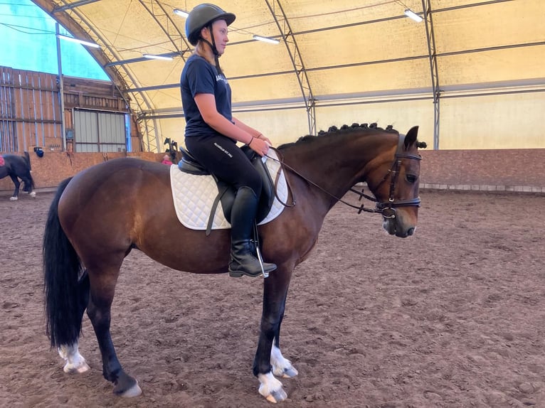 Welsh-D Stute 10 Jahre 142 cm Brauner in Osterburg
