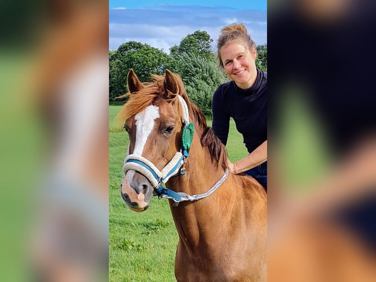 Welsh-D Stute 10 Jahre 147 cm Dunkelfuchs in Krumstedt