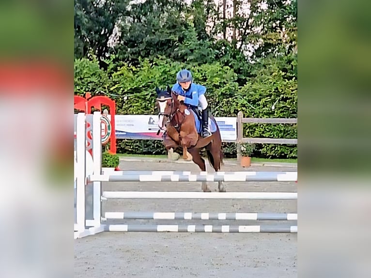 Welsh-D Stute 10 Jahre 147 cm Dunkelfuchs in Krumstedt