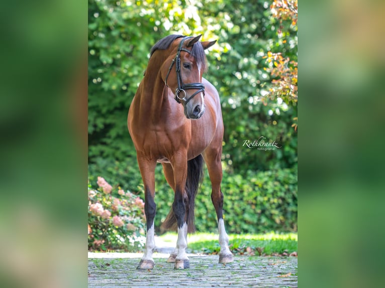 Welsh-D Stute 10 Jahre 148 cm Brauner in Maurik