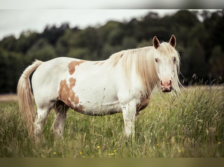 Welsh-D Mix Stute 11 Jahre 153 cm Overo-alle-Farben in Luckau