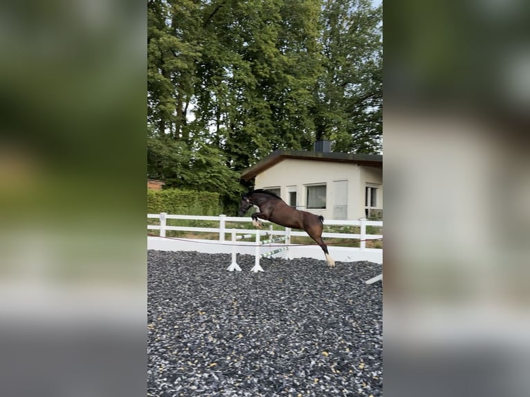 Welsh-D Stute 11 Jahre 153 cm Rappe in N&#xFC;rnberg