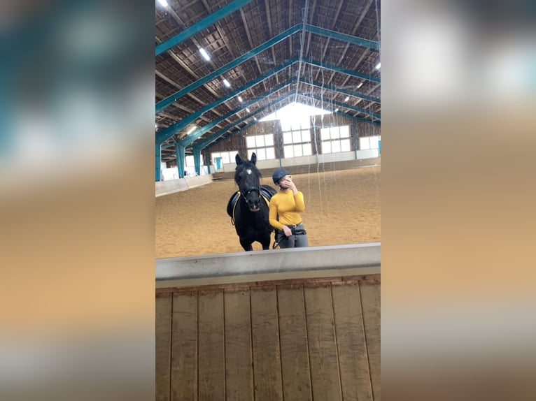 Welsh-D Stute 11 Jahre 153 cm Rappe in N&#xFC;rnberg