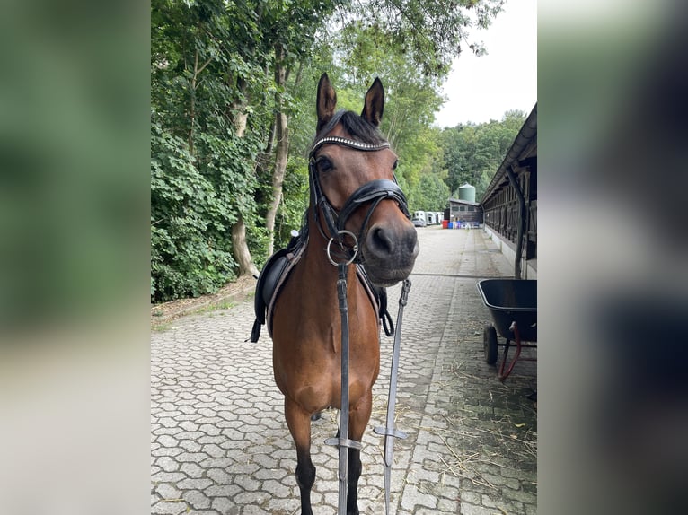 Welsh-D Stute 12 Jahre 143 cm Brauner in Rosengarten