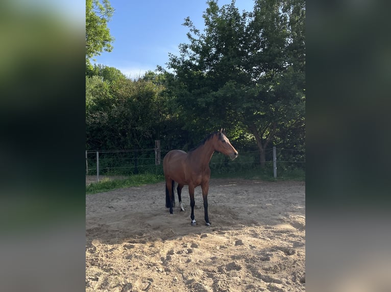 Welsh-D Stute 12 Jahre 143 cm Brauner in Rosengarten