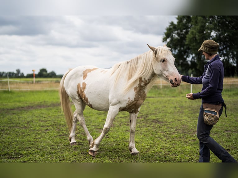 Welsh-D Mix Stute 12 Jahre 152 cm Schecke in Luckau