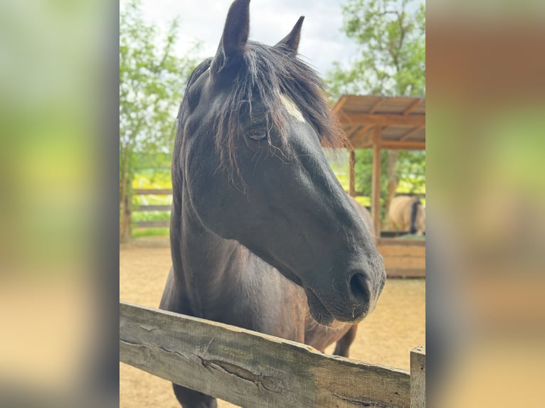Welsh-D Stute 12 Jahre 153 cm Rappe in Nürnberg