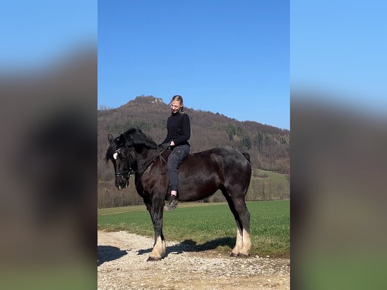 Welsh-D Stute 12 Jahre 153 cm Rappe in Nürnberg