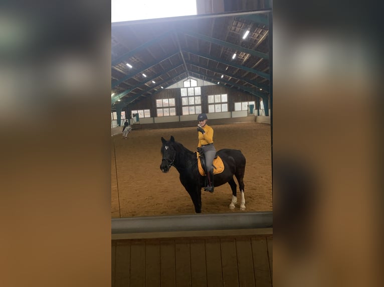 Welsh-D Stute 12 Jahre 153 cm Rappe in Nürnberg