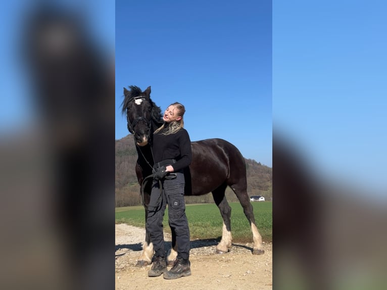 Welsh-D Stute 12 Jahre 153 cm Rappe in Nürnberg