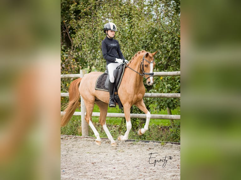 Welsh-D Stute 13 Jahre 144 cm Fuchs in Oudkarspel