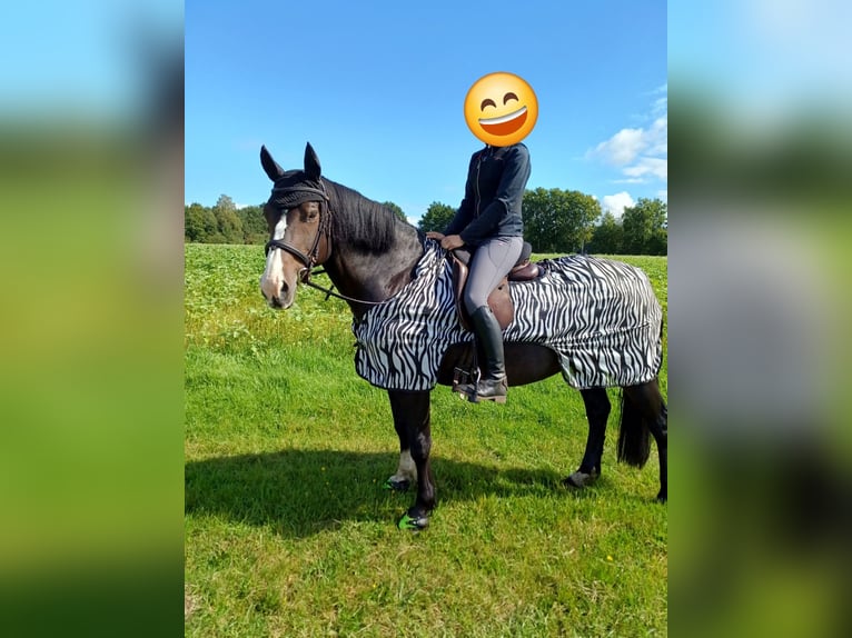Welsh-D Stute 13 Jahre 146 cm Dunkelbrauner in Schlo&#xDF; Holte-Stukenbrock