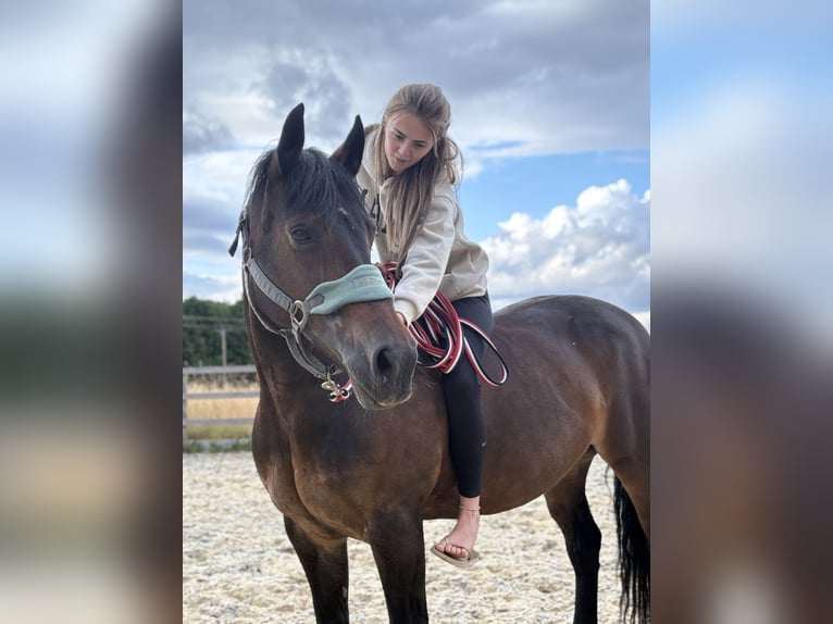 Welsh-D Stute 13 Jahre 147 cm Dunkelbrauner in Orpington